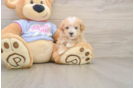Maltipoo Puppy for Adoption