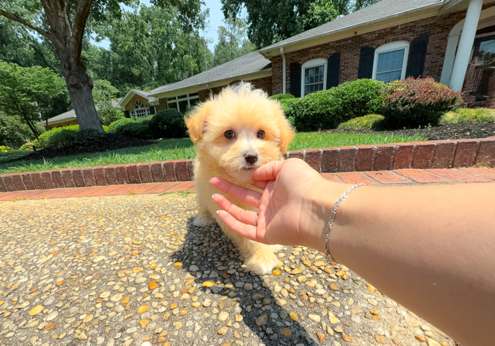 Maltipoo Puppy for Adoption