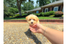 Maltipoo Puppy for Adoption