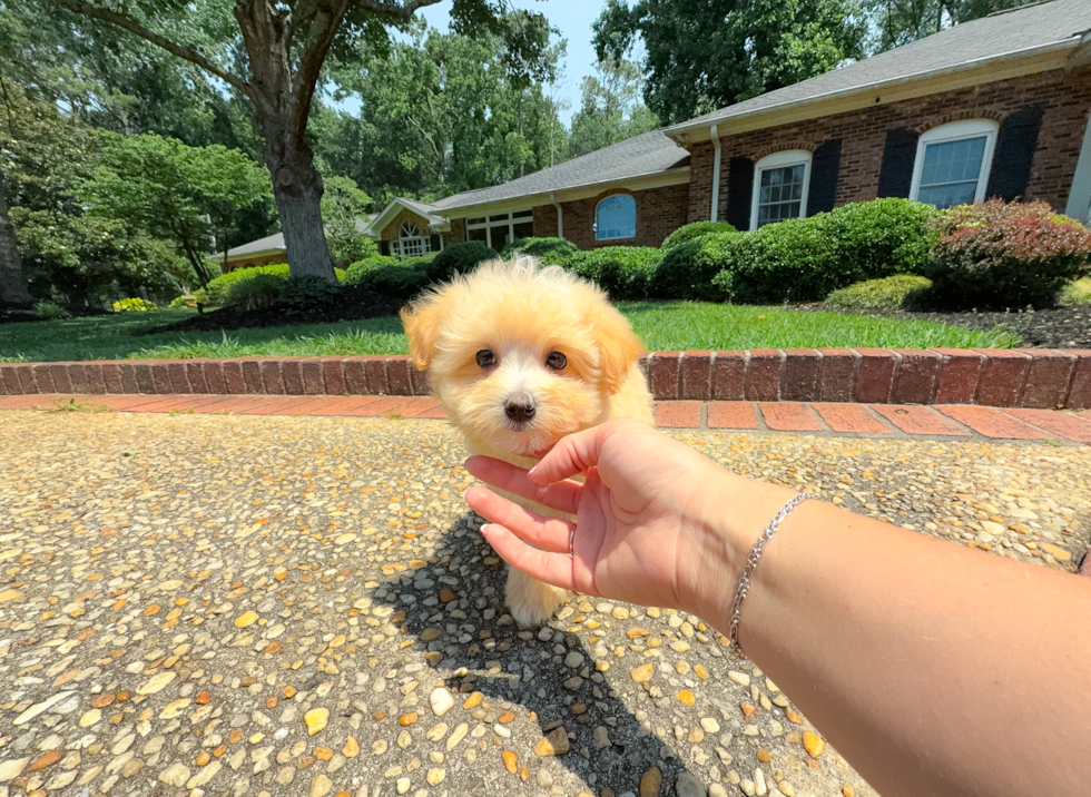 Maltipoo Puppy for Adoption