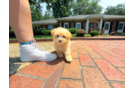 Cute Maltipoo Poodle Mix Pup
