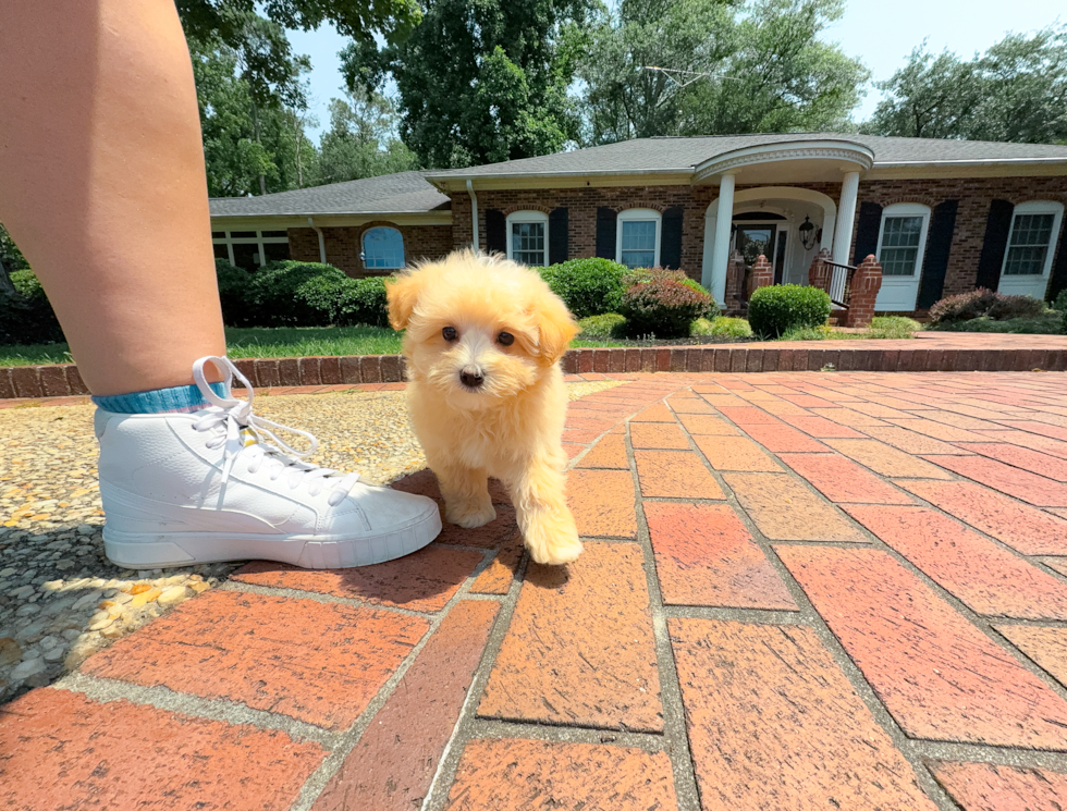 Cute Maltipoo Poodle Mix Pup