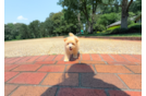 Cute Malt a Poo Poodle Mix Puppy
