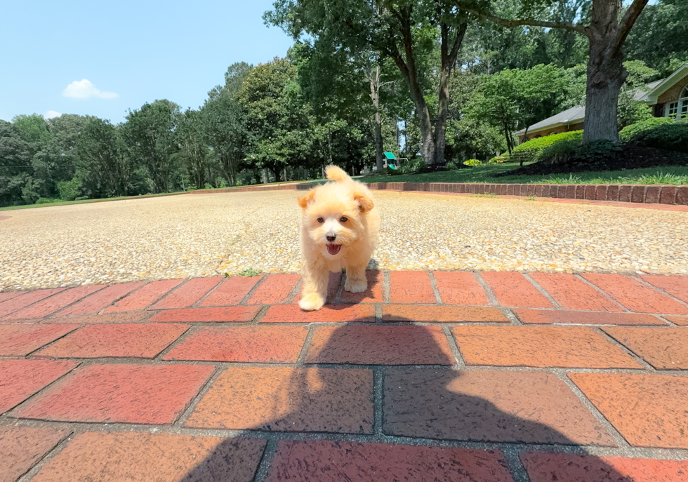 Cute Malt a Poo Poodle Mix Puppy