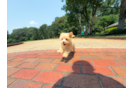 Cute Malt a Poo Poodle Mix Puppy