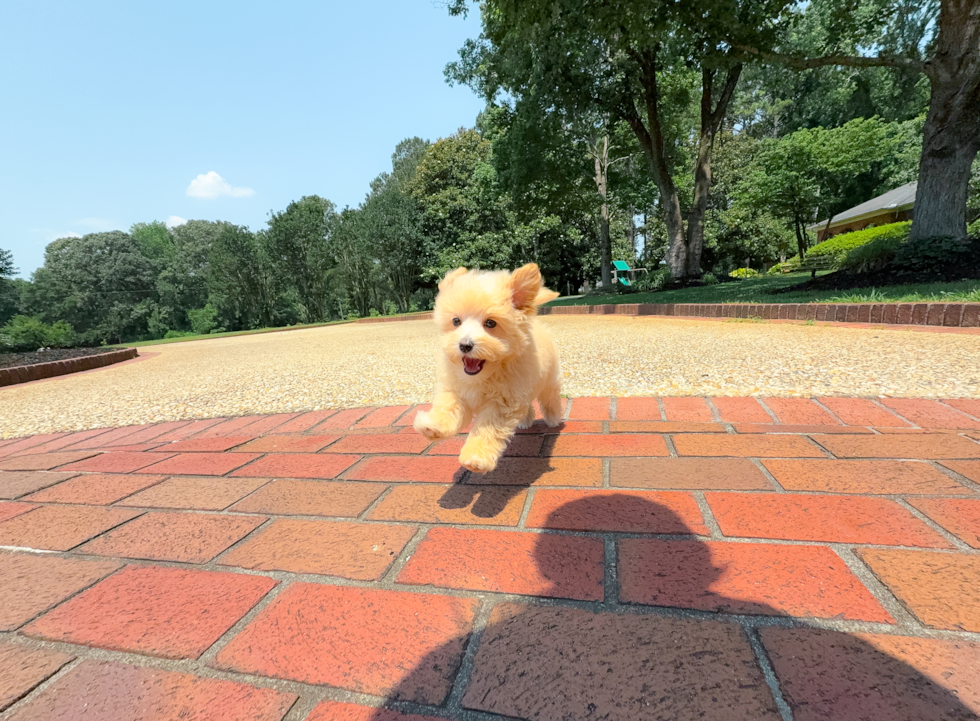 Cute Malt a Poo Poodle Mix Puppy
