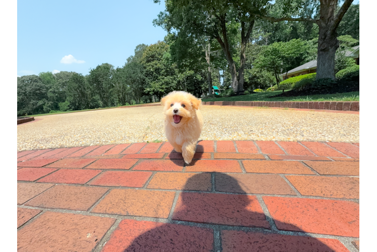 Best Maltipoo Baby