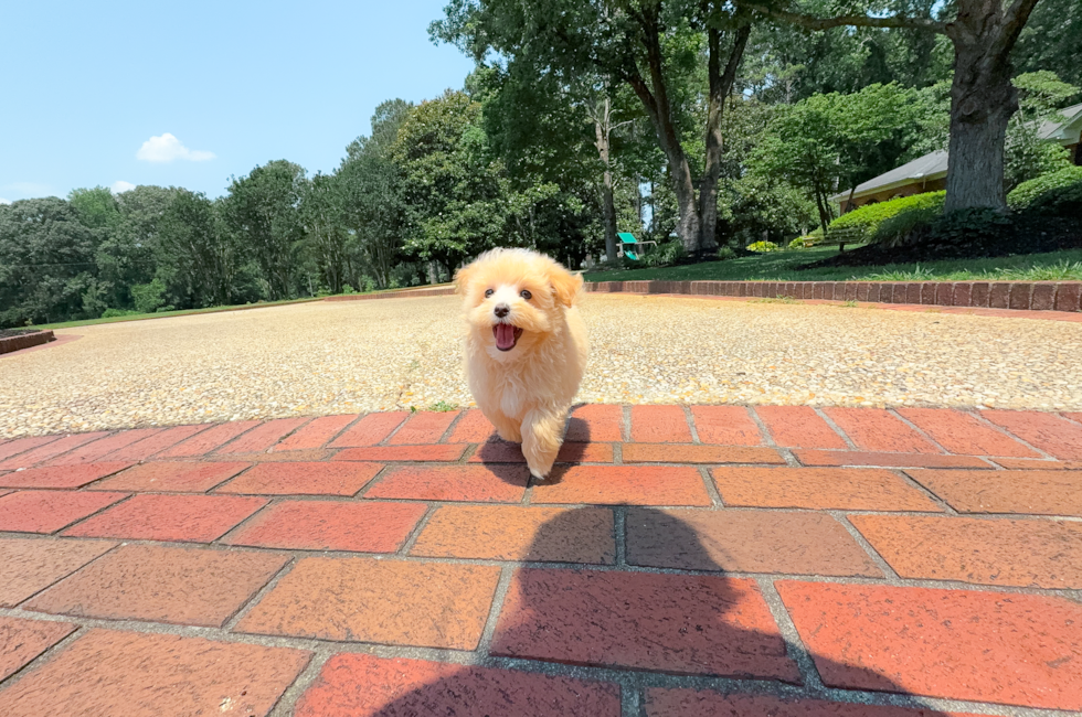 10 week old Maltipoo Puppy For Sale - Simply Southern Pups