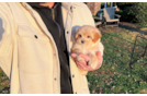 Best Maltipoo Baby