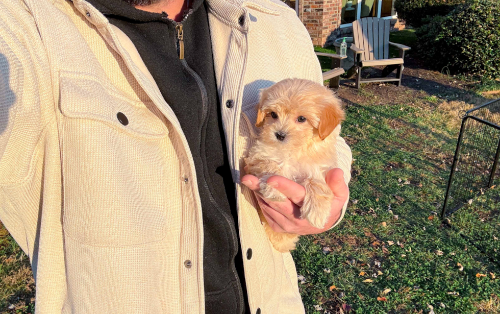 Best Maltipoo Baby