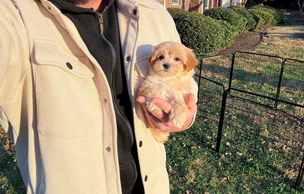 Maltipoo Puppy for Adoption