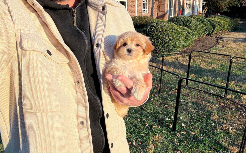 Best Maltipoo Baby