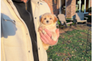 Maltipoo Puppy for Adoption