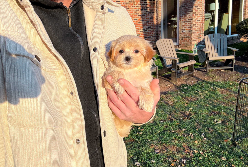 Maltipoo Puppy for Adoption