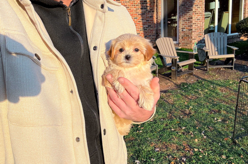 8 week old Maltipoo Puppy For Sale - Simply Southern Pups