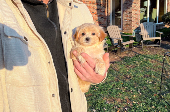 Maltipoo Puppy for Adoption