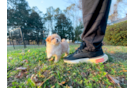 Cute Maltipoo Poodle Mix Pup