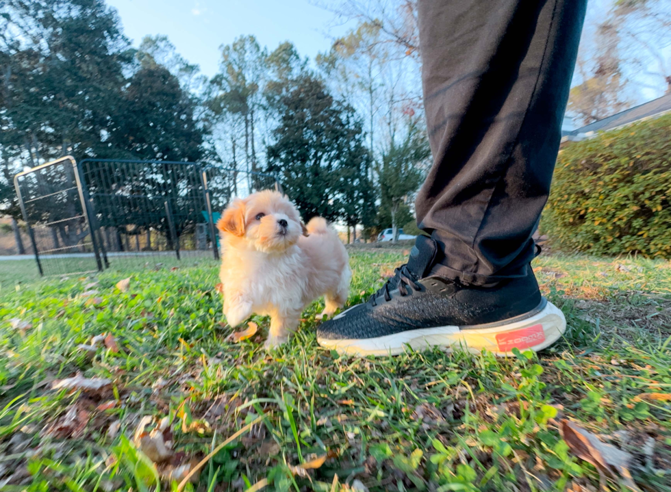 Cute Maltipoo Poodle Mix Pup