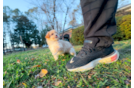 Maltipoo Pup Being Cute