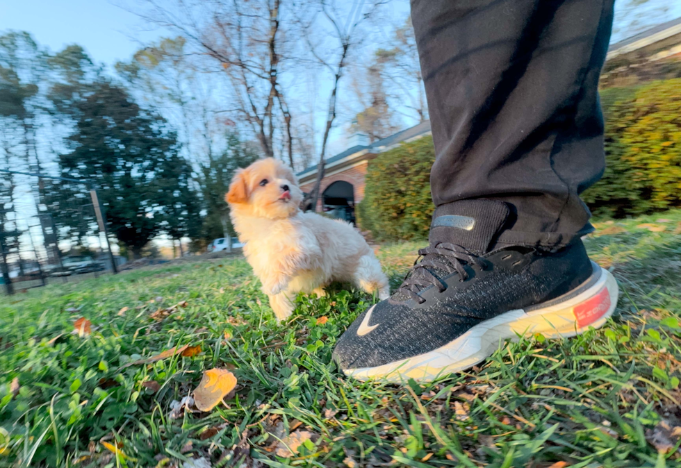 Maltipoo Pup Being Cute