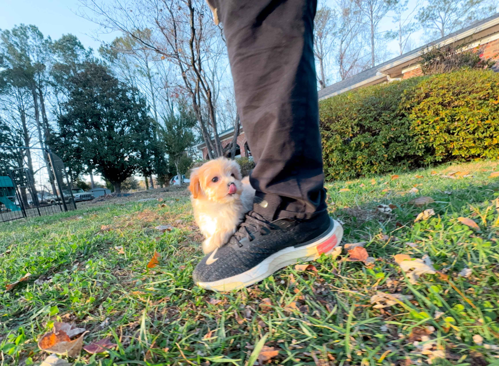 Cute Maltipoo Baby