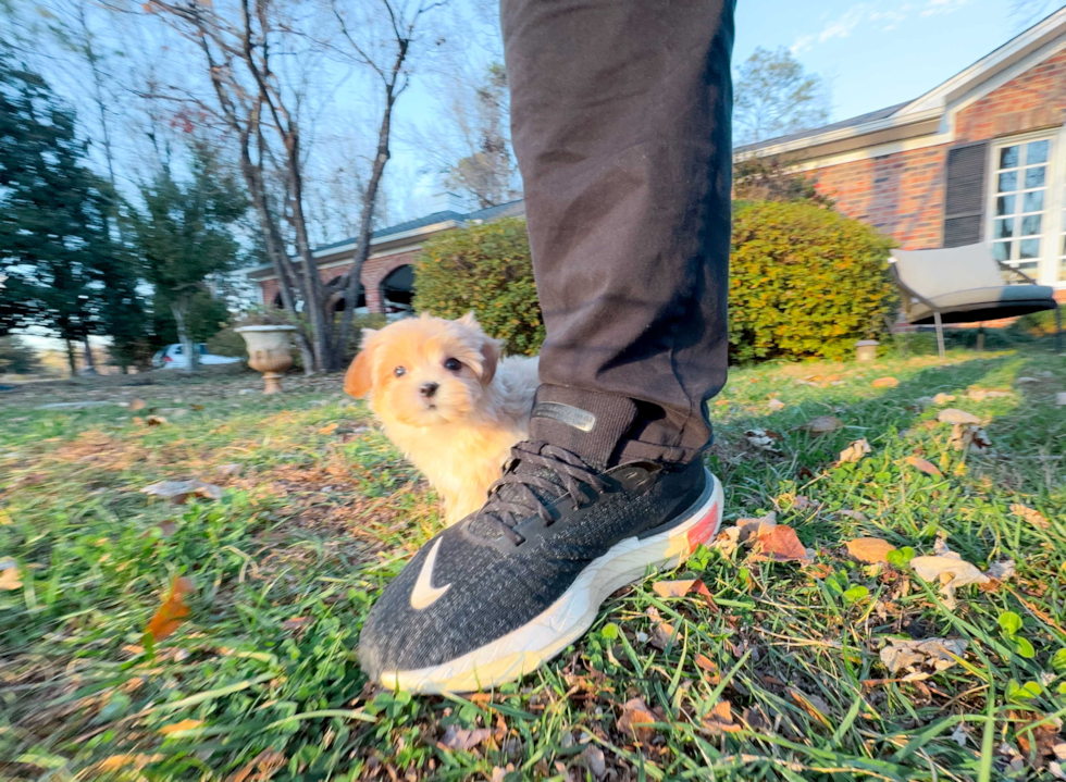 Cute Maltipoo Poodle Mix Pup