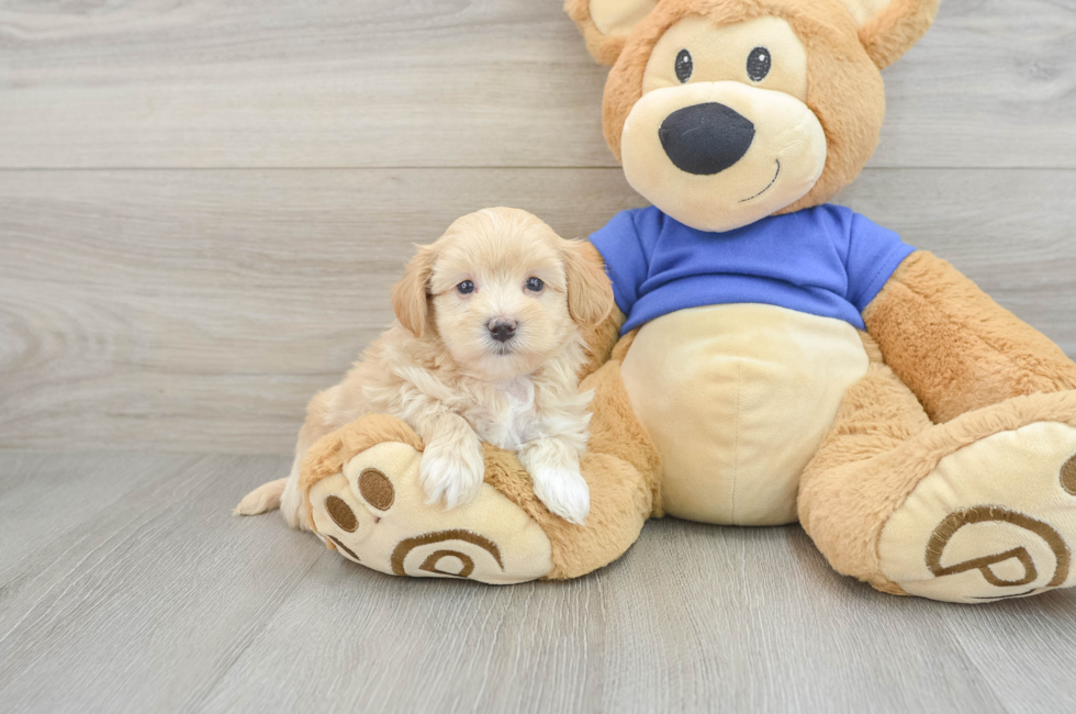 7 week old Maltipoo Puppy For Sale - Simply Southern Pups