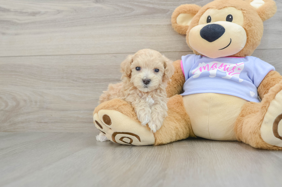 5 week old Maltipoo Puppy For Sale - Simply Southern Pups