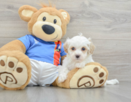 9 week old Maltipoo Puppy For Sale - Simply Southern Pups