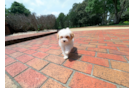 Best Maltipoo Baby