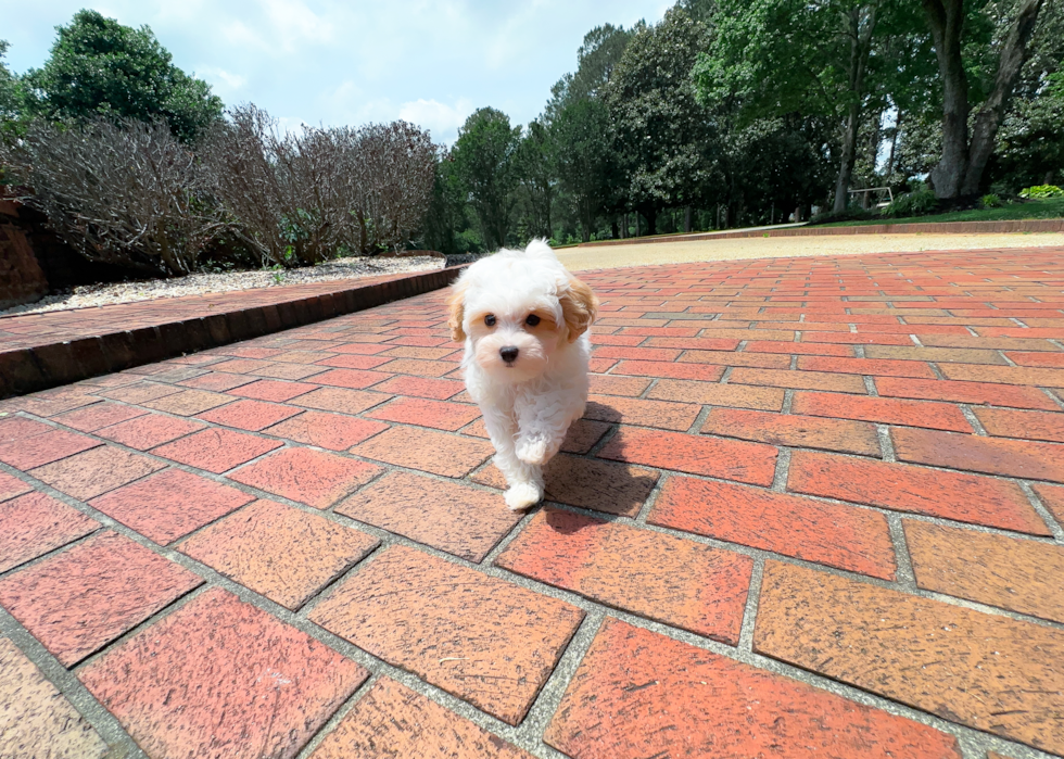 Best Maltipoo Baby
