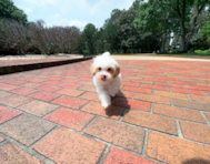 10 week old Maltipoo Puppy For Sale - Simply Southern Pups