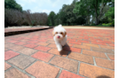 Cute Maltipoo Poodle Mix Pup