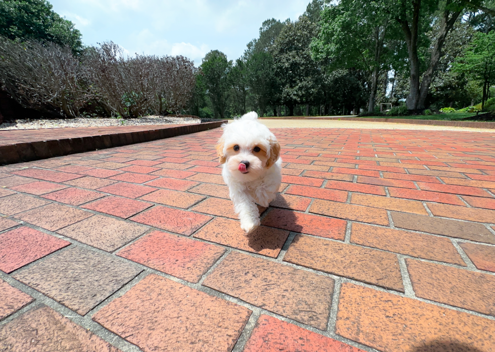 Cute Maltipoo Poodle Mix Pup