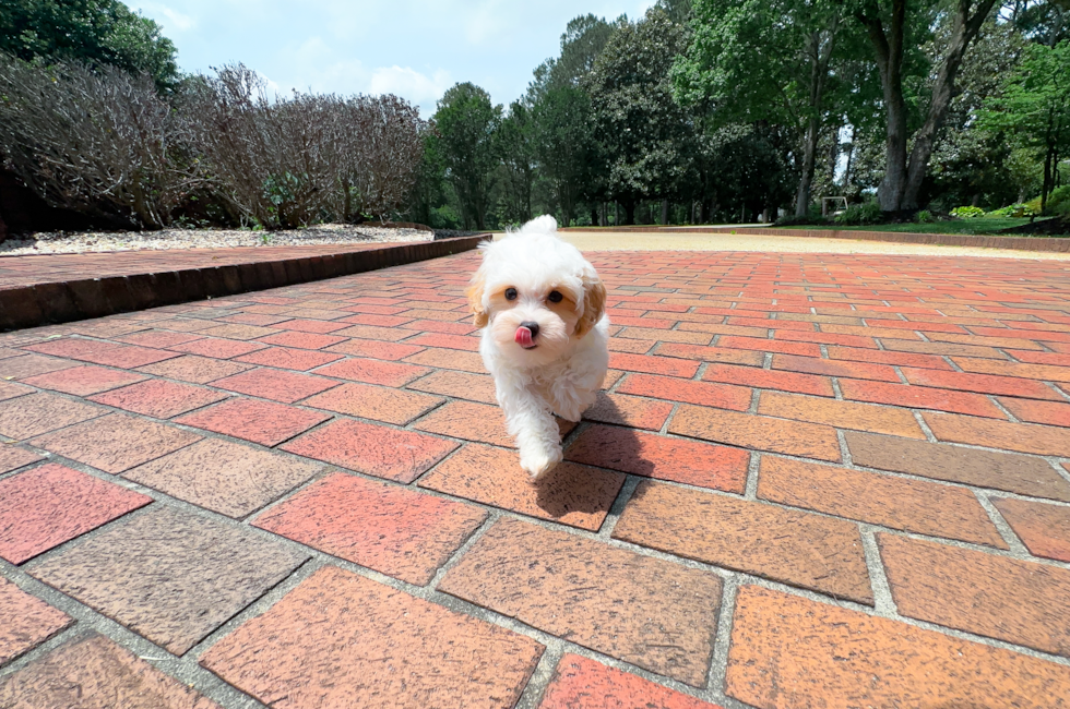 10 week old Maltipoo Puppy For Sale - Simply Southern Pups