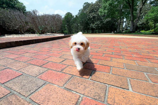 Cute Maltipoo Poodle Mix Pup