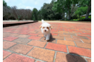 Cute Maltipoo Baby