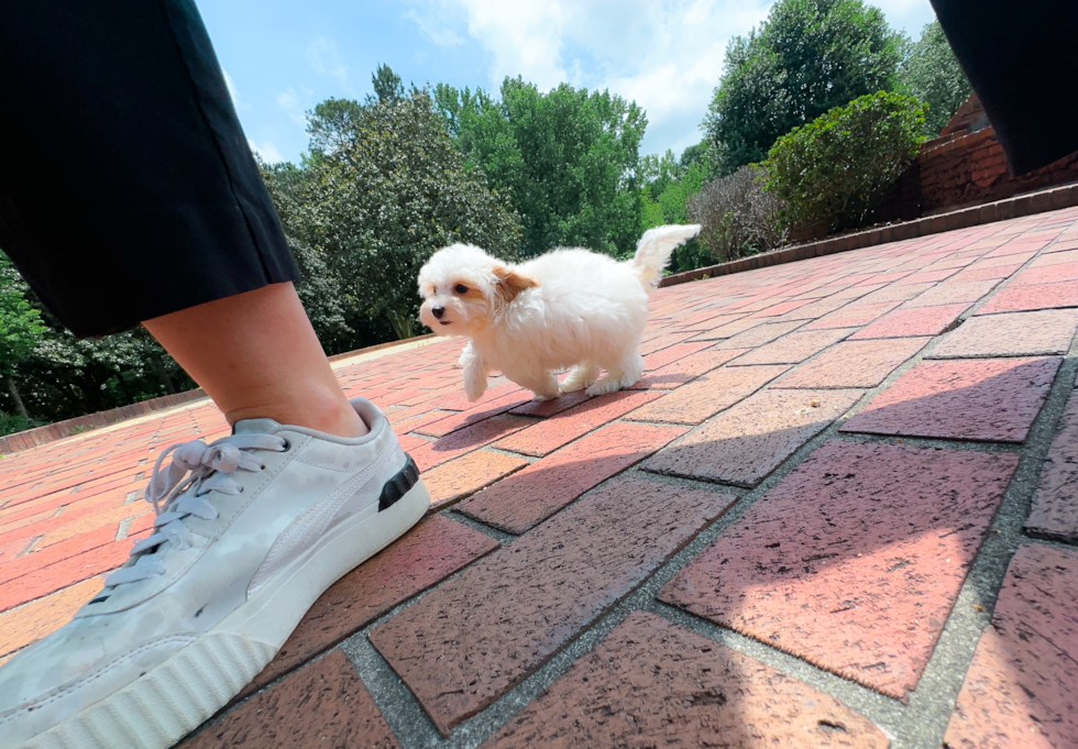 Maltipoo Pup Being Cute