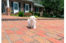Cute Maltipoo Baby