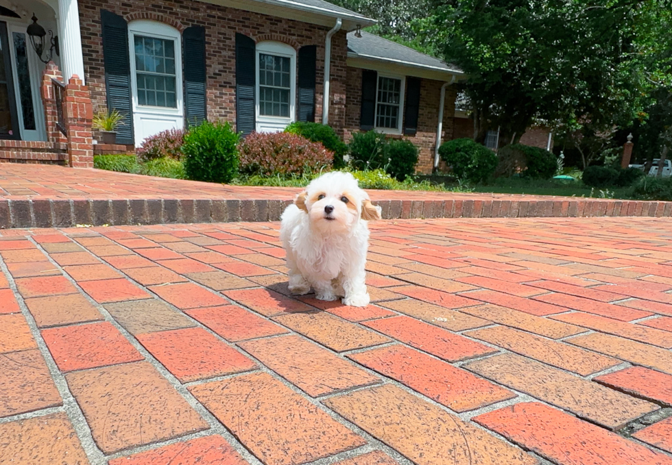 Cute Maltipoo Baby