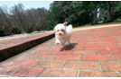 Cute Malt a Poo Poodle Mix Puppy
