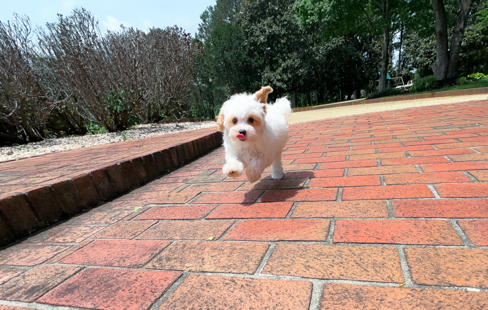 Cute Malt a Poo Poodle Mix Puppy