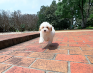 11 week old Maltipoo Puppy For Sale - Simply Southern Pups