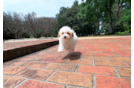 Maltipoo Pup Being Cute