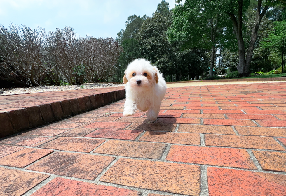Maltipoo Pup Being Cute