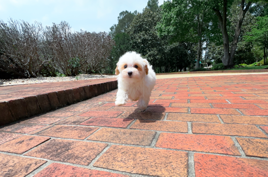 Maltipoo Pup Being Cute