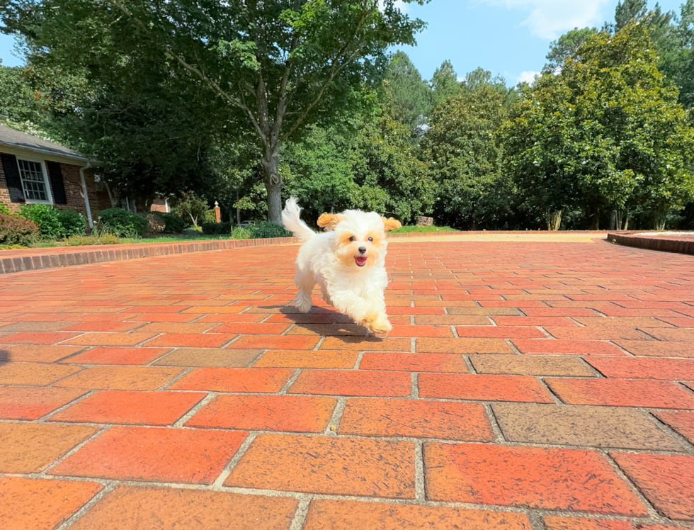 Cute Maltipoo Poodle Mix Pup