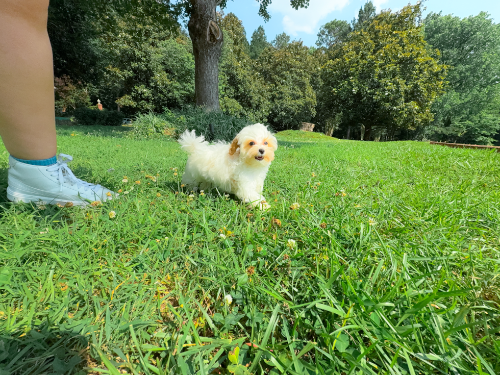 Cute Malt a Poo Poodle Mix Puppy