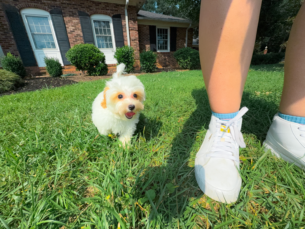 Cute Maltipoo Poodle Mix Pup