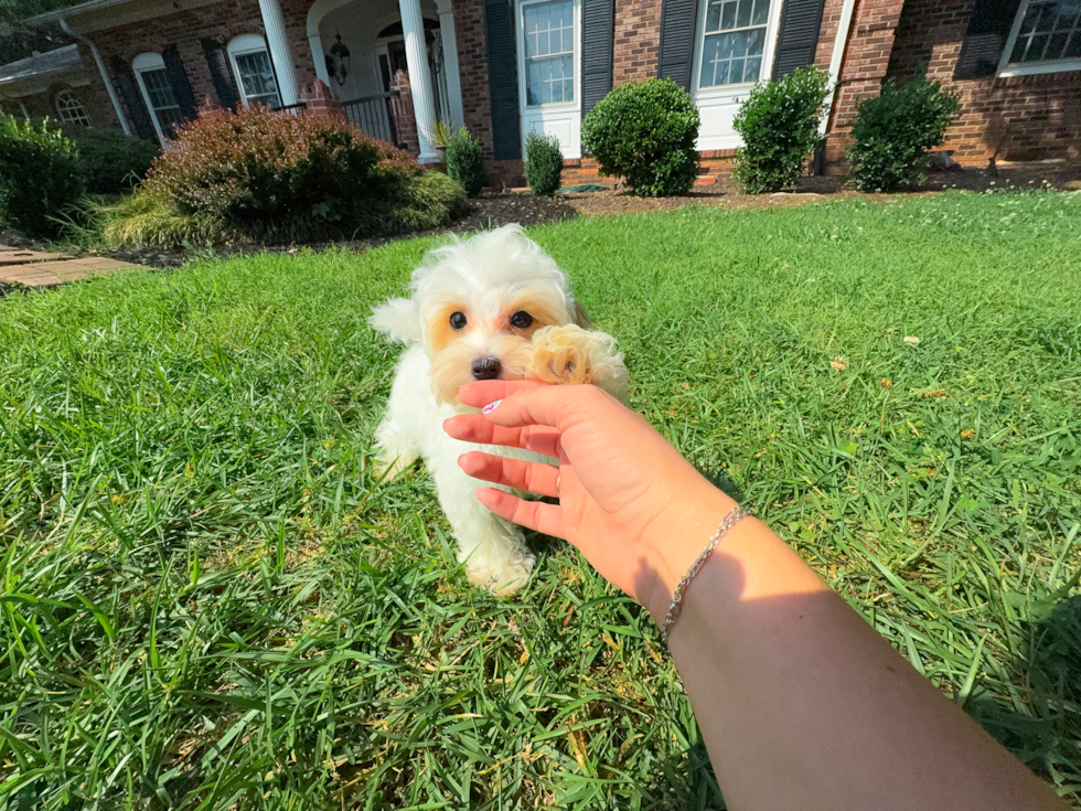 Cute Malt a Poo Poodle Mix Puppy